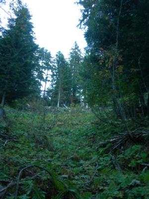 La forêt communale et la filière bois (chaufferie communale) 